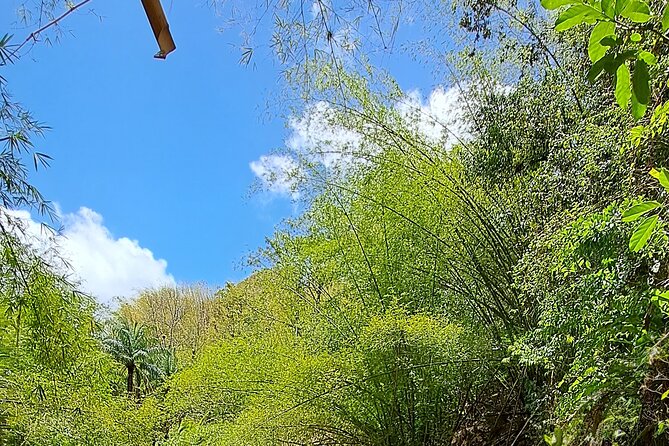 2 Hours Trekking Waterfall Tour in Tobago - Tobago Waterfall Trek Starting From Buccoo Beach