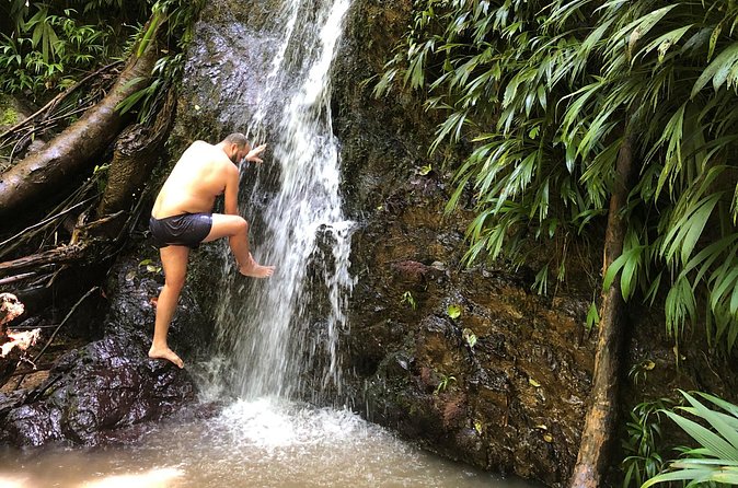 3 Hours Rainforest Walk in Tobago (Private) Lunch + Hummingbirds - Bird watching and wildlife spotting with Ellis Clarke