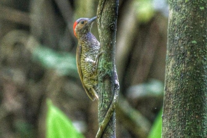 Bird Watching Tours - Key highlights before you go