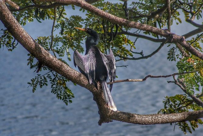 Bird Watching Tours - The bird-spotting style that makes sightings click