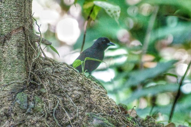Bird Watching Tours - Who this tour fits best, and who might want to adjust expectations