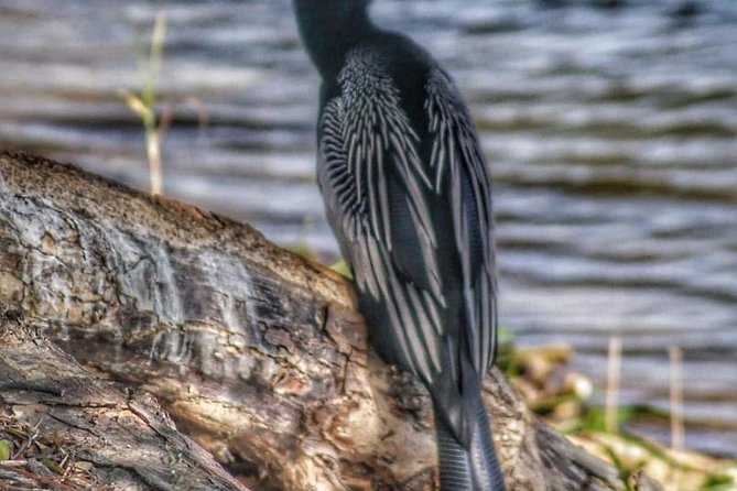 Bird Watching Tours - Price and value in real terms