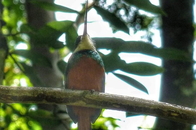 Bird Watching Tours - Should you book Birdman Tobago Tours?