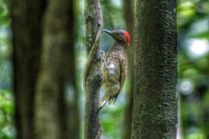 Bird Watching Tours - Small group, pickup, and why those details matter