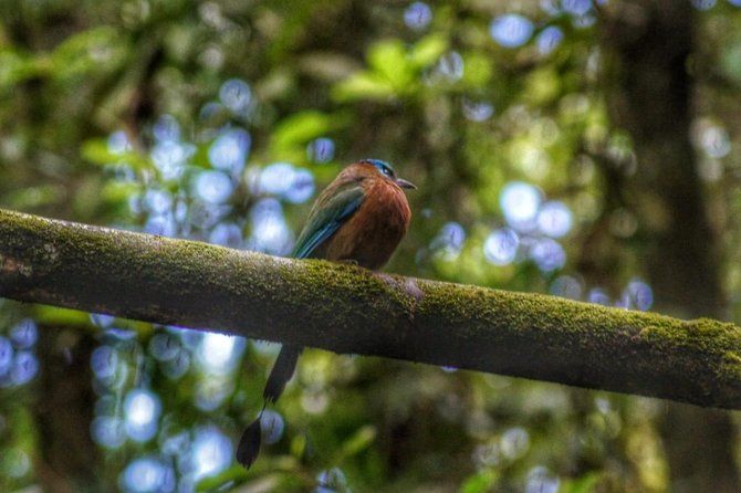 Birdwatching, Waterfall, Rainforest and Island Nature Tours - Key highlights worth planning for