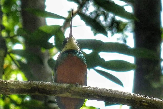 Birdwatching, Waterfall, Rainforest and Island Nature Tours - The 3-hour flow: pickup, rainforest time, and optional add-ons