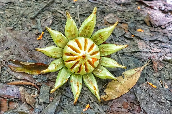 Birdwatching, Waterfall, Rainforest and Island Nature Tours - Island nature tour options: when you want more than the rainforest
