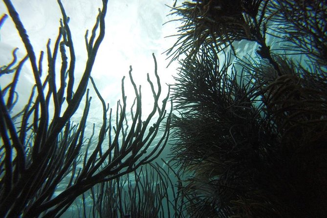 Buccoo Reef and Nylon Pool Adventure - Why Buccoo Reef and Nylon Pool feel like the perfect combo