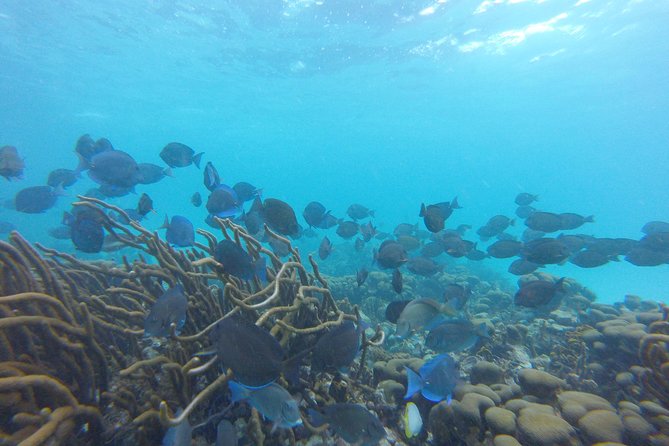 Buccoo Reef and Nylon Pool Adventure - Nylon Pool: how that shimmering shallow water changes the mood