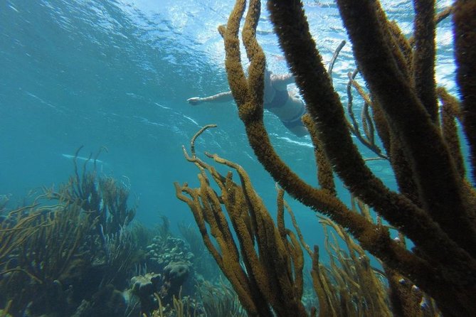 Buccoo Reef and Nylon Pool Adventure - Captain Bruce and Brandon: why the wildlife spotting feels effortless