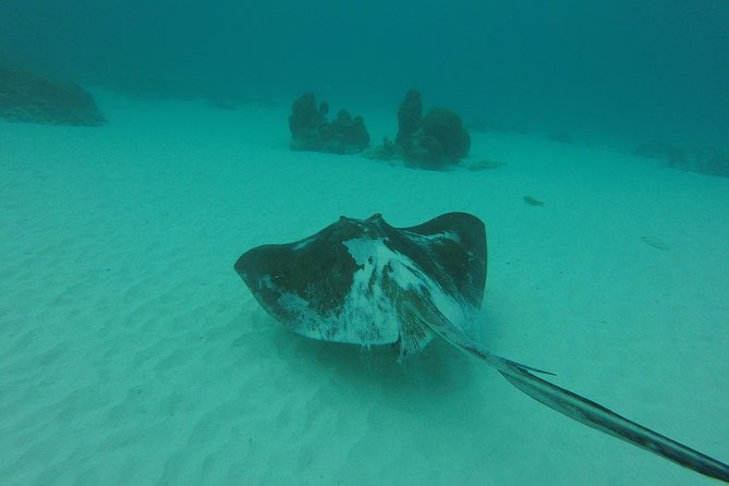 Buccoo Reef and Nylon Pool Adventure - Private boat comfort in Tobago: pickup and how the timing actually matters