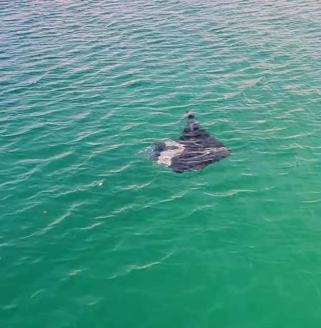 Buccoo Reef Nylon Pool Tour - Captain Phillips - Price and value: is $40 per person worth it?