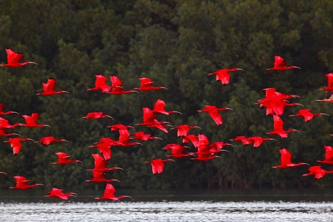 Caroni Bird Sanctuary Tour - Key things that make this tour worth your time