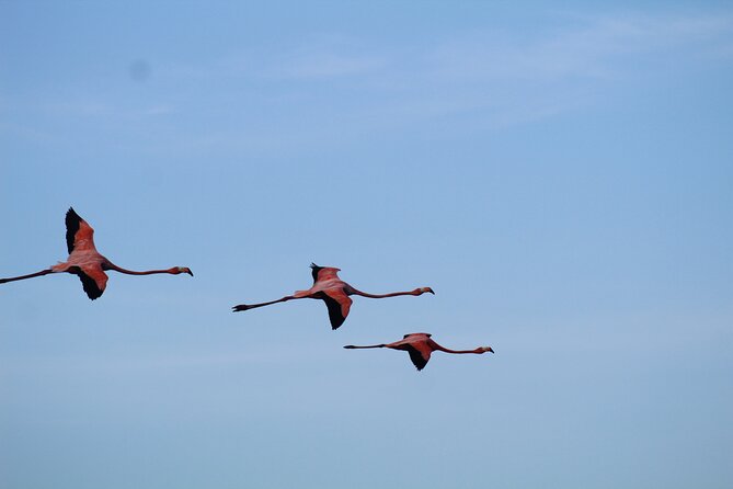 Caroni Bird Sanctuary Tour - Timing and transfers: starting at 3 pm changes the whole vibe