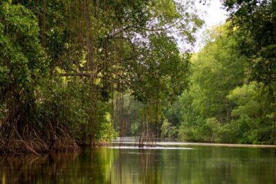Caroni Bird Sanctuary Tour