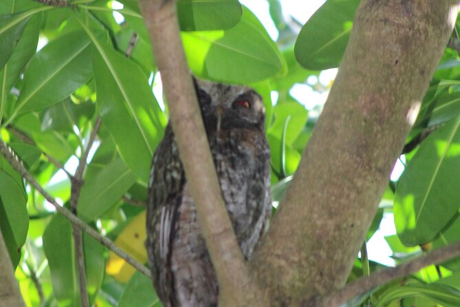 Caroni Bird Sanctuary Tour - Price and value: is $75 per person fair for Caroni?