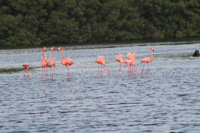 Caroni Bird Sanctuary Tour - Who this Caroni Bird Sanctuary tour suits best