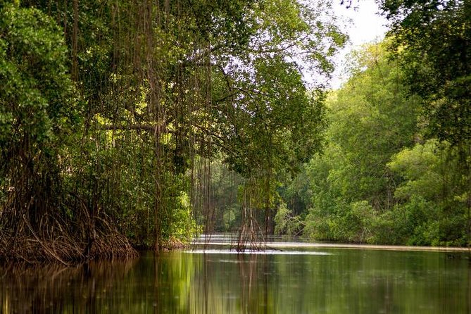 Caroni Bird Sanctuary Tour - On the water: what to expect on the mangrove boat cruise