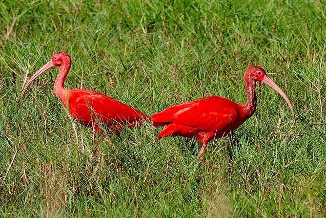 Caroni Swamp wildlife Tour - Caroni Swamp in a Pirogue: The 3-Hour Timing That Works