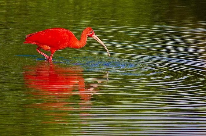 Caroni Swamp wildlife Tour - How Much Is $70 Worth for a Caroni Swamp Wildlife Tour?
