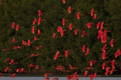 Caroni Swamp wildlife Tour
