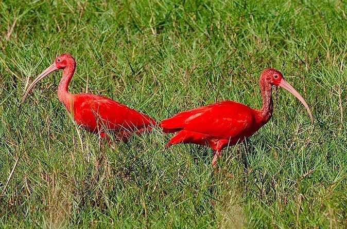 Caroni Swamp wildlife Tour - Who Should Book This Tour, and Who Might Skip It?