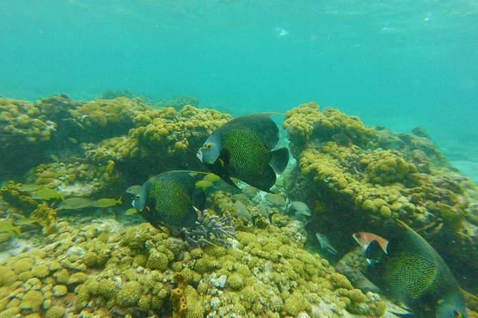 Coastline Snorkel and BBQ - Coastline Snorkel and BBQ in Tobago, what it’s really like