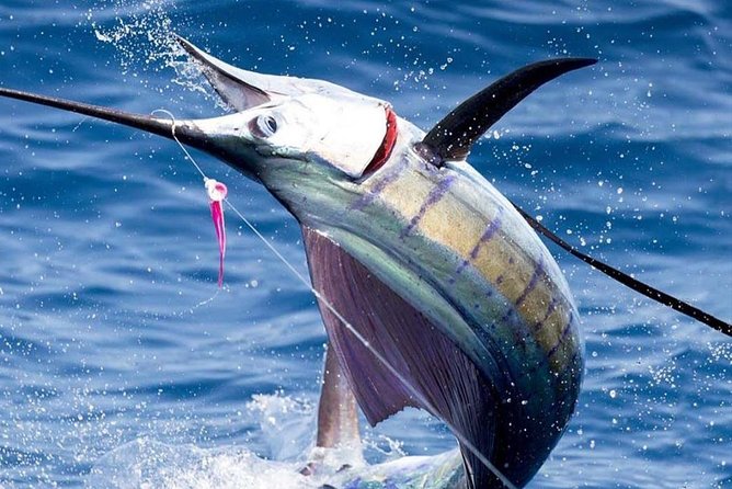 Deep Sea Fishing (Street Food and Beer Included) - Key Highlights That Matter Before You Go