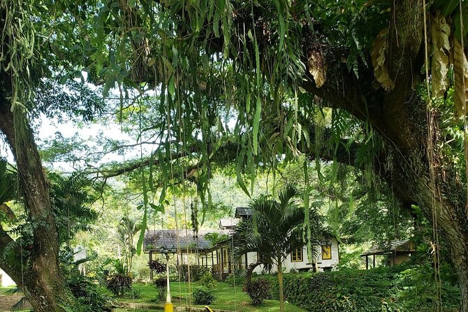Guided Day Tour at Lopinot Plantation Estate - Getting the Most Out of the Cocoa-to-Cave Route