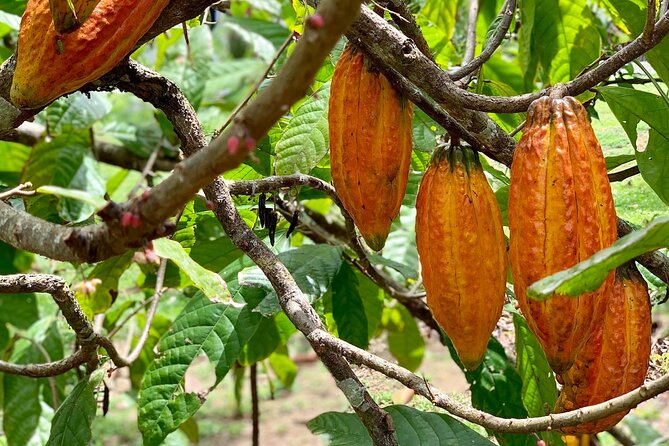 Half-day 3-Course Cocoa Lunch Tour in Trinidad - Why a Trinidad cocoa lunch in Lopino actually feels worth your time
