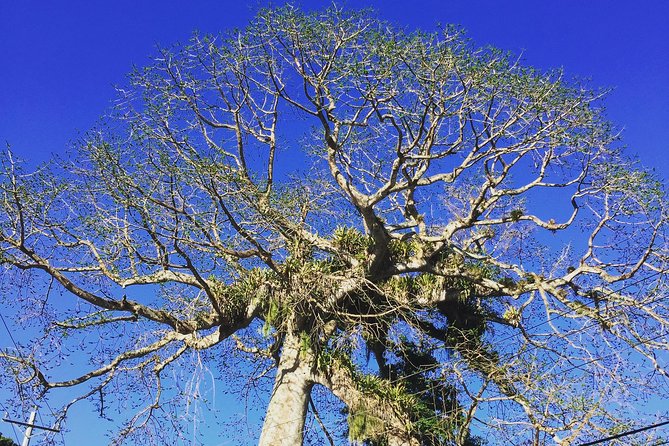 Individuelle Regenwald Tour - Key highlights worth planning for
