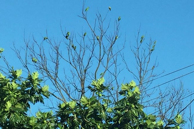 Individuelle Regenwald Tour - Why Tobago Main Ridge feels like the real deal