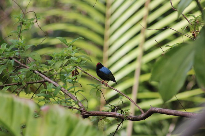 Individuelle Regenwald Tour - Stop 1: Tobago Main Ridge Forest Reserve, oldest protected rainforest