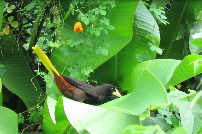 Individuelle Regenwald Tour - Stop 2: Shurland Nature Park and the white-tailed sabrewing