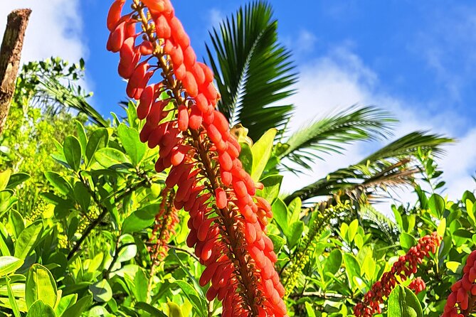 Island Tour (Food and Drinks include) - The rainforest and waterfall segment, and why it matters