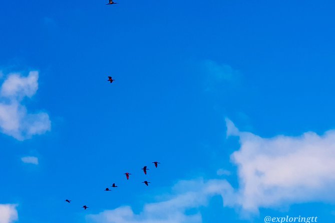 Kayak Adventure in the Second Largest Swamp of Trinidad and Tobago - Caroni Swamp by kayak, mangroves, and the dusk ibis moment
