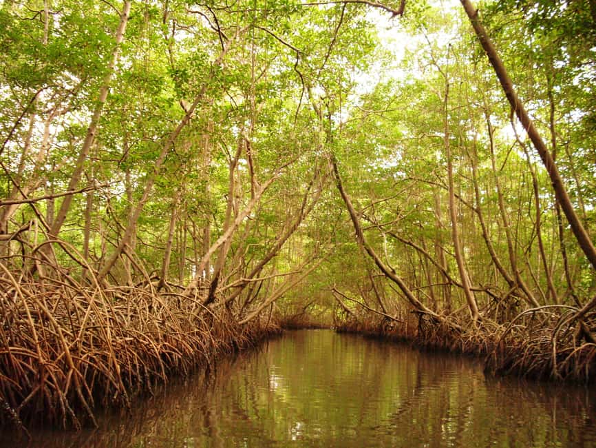 Port of Spain: Caroni Bird Sanctuary by Boat - Key things to know before you go