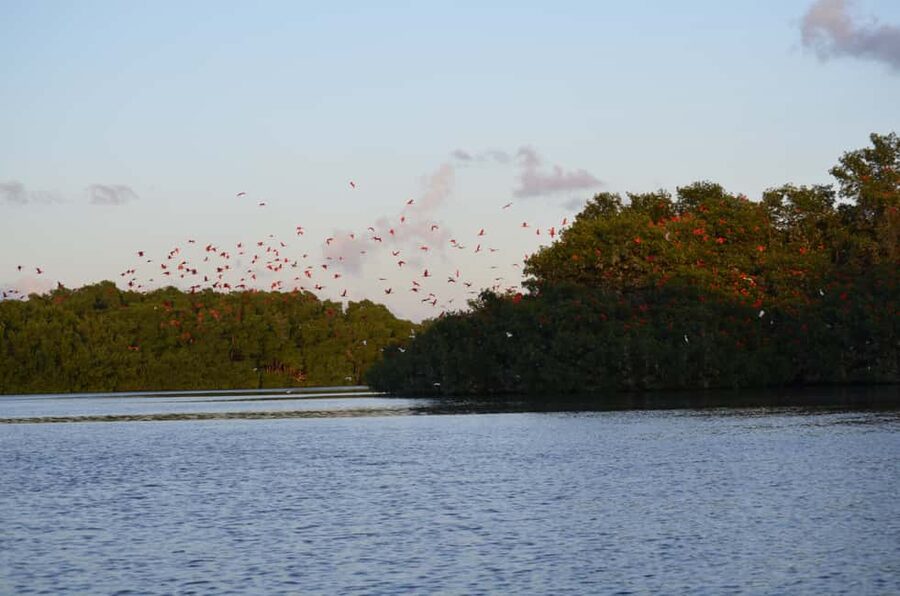 Port of Spain: Caroni Bird Sanctuary by Boat - Getting from Port of Spain to the Caroni Bird Sanctuary