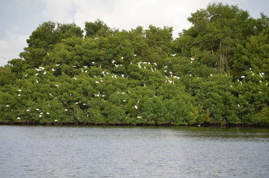 Port of Spain: Caroni Bird Sanctuary by Boat - Scarlet ibis and the bird list that actually matters