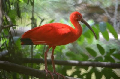 Caroni Bird Sanctuary by Boat