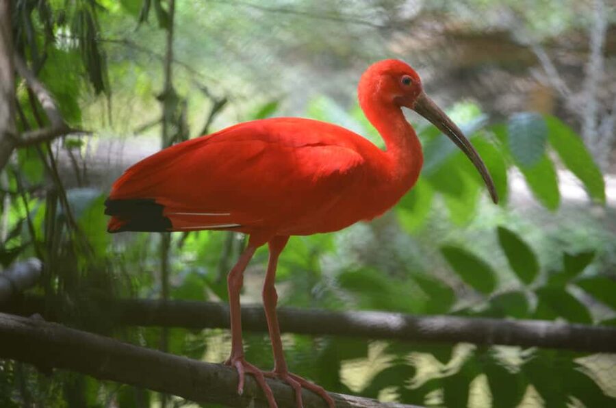 Port of Spain: Caroni Bird Sanctuary by Boat - The boat ride through Caroni Swamp waterways