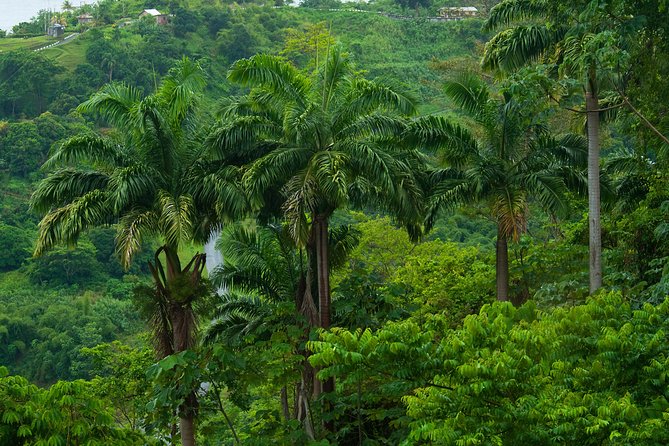 Rainforest Tour - Key things that make this rainforest tour work