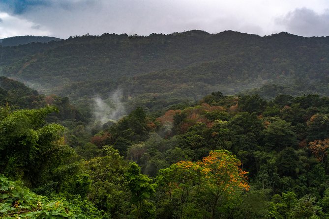 Rainforest Tour - Tobago Main Ridge Forest Reserve: where the hike actually feels special
