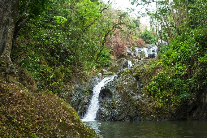 Rainforest Tour - The gentle hike part: what to wear and what to expect on the ground