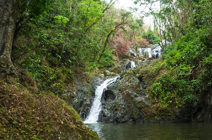 Rainforest Tour - Stop 1: Tobago Main Ridge Forest Reserve, how the three hours are usually paced