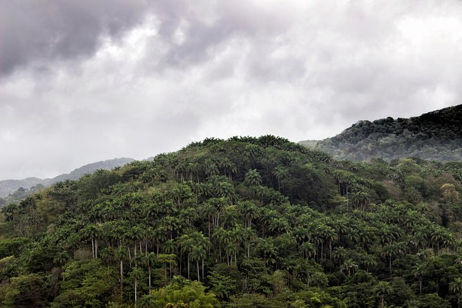 Rainforest Tour - Stop 2: Argyle Waterfall, the optional hour that many people end up loving