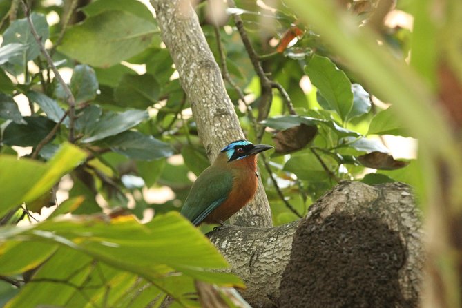 Rainforest Tour - Price and value: what $140 per person really buys you