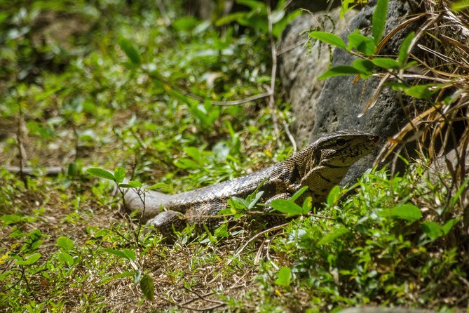Rainforest Tour - Getting to and around Tobago: pickup, timing, and a realistic day plan