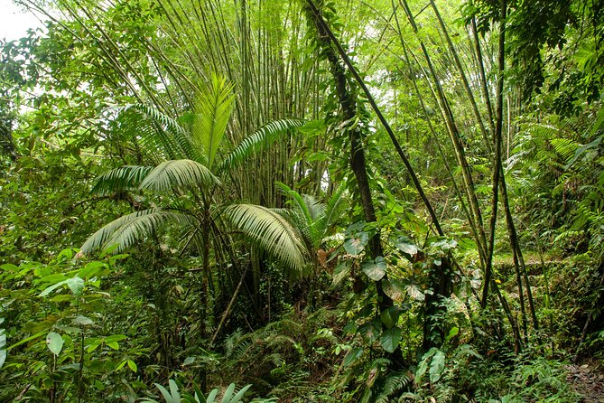 Rainforest Tour - A guide makes or breaks the day, and Terry and Tony show up big