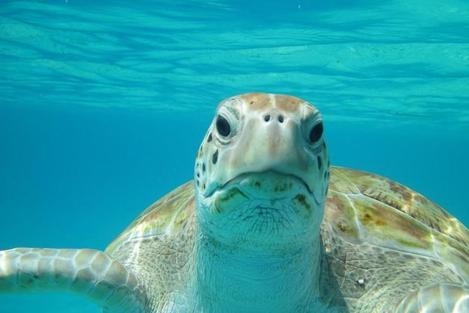 Snorkeling Tour (with Light Refreshments) - Key things that make this Buccoo Reef snorkeling tour feel worth it